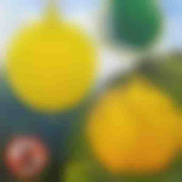 6-pak wiszących pułapek na muchy | BUGIORB