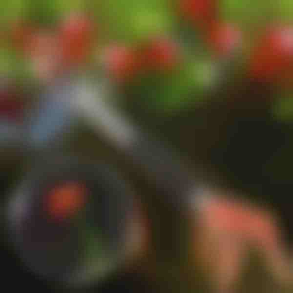 Nożyce do przycinania drzew | TREESNIP