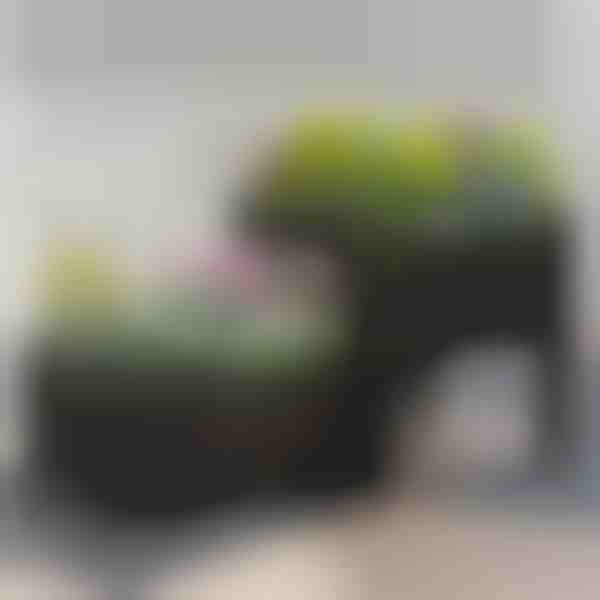 Skrzynka ogrodowa do uprawy | BOTANITKO